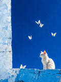 chat, minimaliste, contemporain