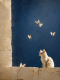chat, minimaliste, contemporain