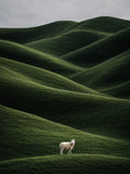animal, paysage, minimaliste
