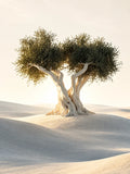 arbre/végétal, minimaliste, contemporain