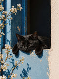 chat, fleurs, photographique