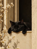 chat, fleurs, photographique